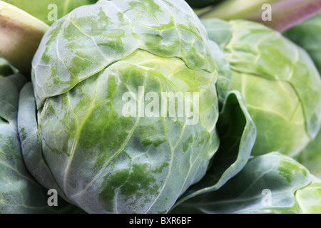 Macro di un germoglio di Bruxelles su una levetta di i cavoletti di Bruxelles Foto Stock