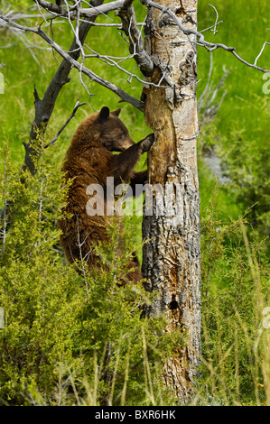 La cannella-colorato Black Bear scavare cavità nido di picchi (Sfarfallio del Nord). Foto Stock