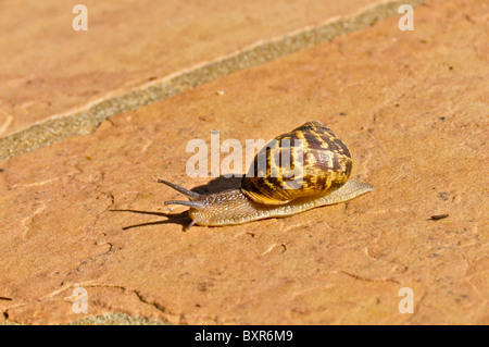 Snail strisciando sul trampolino, Ojai, California Foto Stock