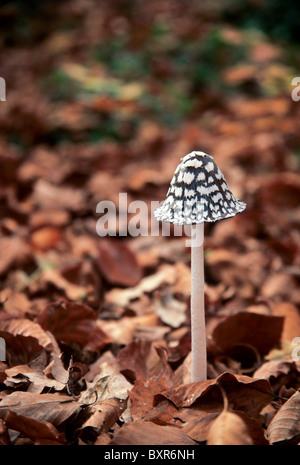 Gazza Inkcap - Coprinus picaceus - Foto Stock