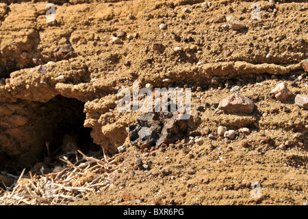 Close-up di tufo (ceneri vulcaniche) letti nel cerchio di Cerro Colorado cratere, El Pinacate Riserva della Biosfera, Sonora, Messico Foto Stock