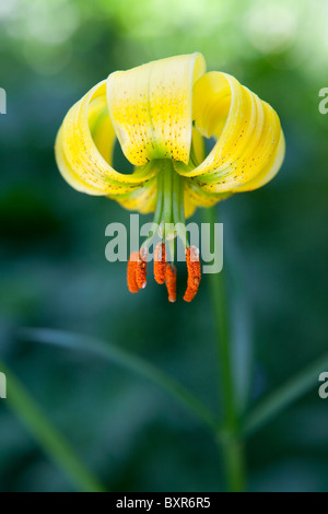 Il Lilium pyrenaicum (Pyrenaicum Lily - Azucena de los Pirineos) Foto Stock