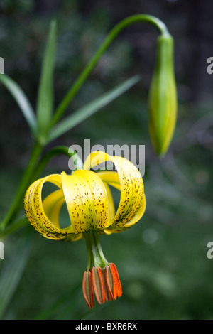 Il Lilium pyrenaicum (Pyrenaicum Lily - Azucena de los Pirineos) Foto Stock