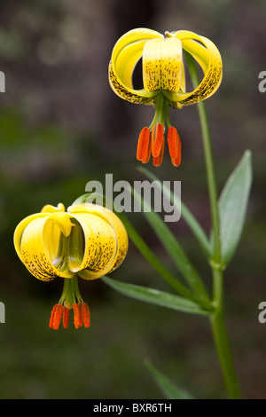 Il Lilium pyrenaicum (Pyrenaicum Lily - Azucena de los Pirineos) Foto Stock