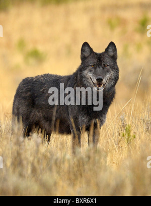 Black Wolf pause nel prato di Yellowstone. Foto Stock