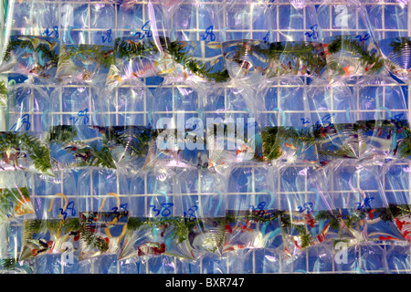 Acquario pet shop vende goldfish in sacchetti di plastica nel mercato del pesce in area su Tung Choi Street a Kowloon, Hong Kong, Cina Foto Stock