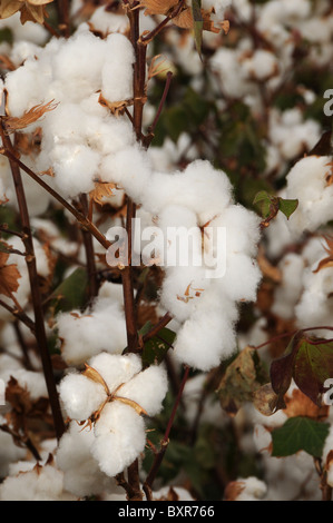Il cotone coltivato in Tucson, Arizona, Stati Uniti. Foto Stock