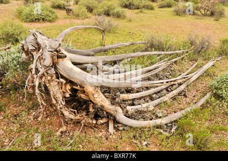 Scheletro di organo a canne cactus, organo a canne National Park, Arizona Foto Stock