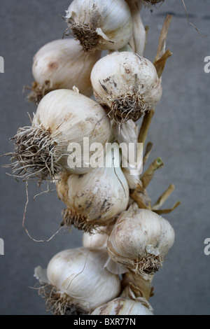 Un mazzetto di aglio intrecciate, riagganciando Foto Stock