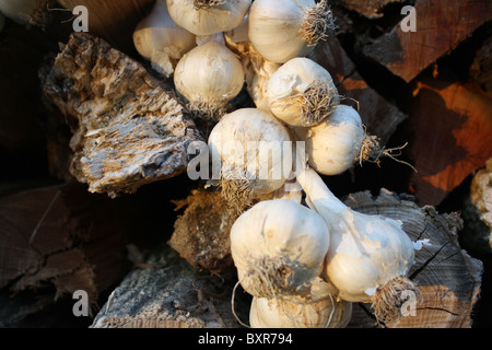 Mazzetto di aglio intrecciati insieme seduta sulla legna da ardere Foto Stock