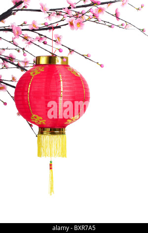 Lanterna cinese sul ramo di prugna,isolato su bianco. Foto Stock
