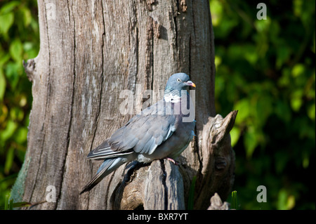 Un legno Pidgeon seduto su un vecchio albero Foto Stock