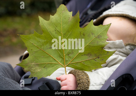 Close up di un autunno (caduta) foglie da un piano Londra albero nella mano di un bambino. Foto Stock