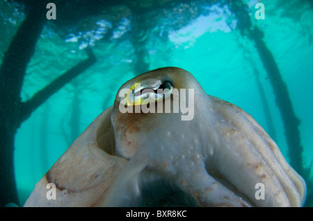 Broadclub Le Seppie Sepia latimanus, sotto jetty, concentrarsi sull'occhio, Lankayan, Sabah, Malesia, Borneo Foto Stock