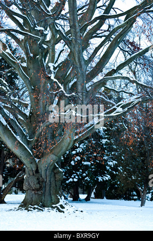 Coppia faggio,in inverno con neve laden rami, e poche restanti oro rame / Foglie di autunno. Regno Unito. Foto Stock