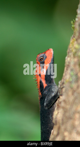 Foresta, CALOTES Calotes rouxii, maschio in allevamento in colore i monsoni in Mhadei Wildlife Sanctuary, Goa, India Foto Stock