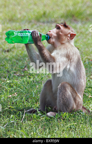 Macaca radiata Foto Stock