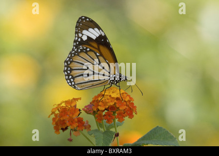 Farfalla monarca Danaus plexippus Milkweed butterfly (sottofamiglia Danainae), nella famiglia Nymphalidae. Su lantana tree Foto Stock