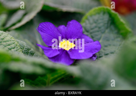 Primula vulgaris, comunemente noto come la Primula (chiamato anche la primula comune o in inglese Primrose) Foto Stock