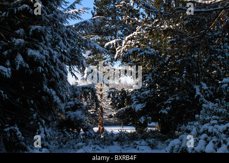 Neve a Woodthorpe Park. Argento comune-fir Abies alba Foto Stock