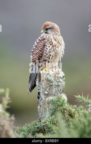 Comune Femmina gheppio (Falco tinnunculus) arroccato su vecchie lichen coperto ceppo di albero Foto Stock