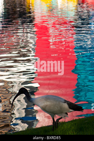 Australian White Ibis (Threskiornis molucca) a vivaci colori riflessi in acqua dietro di essa Foto Stock