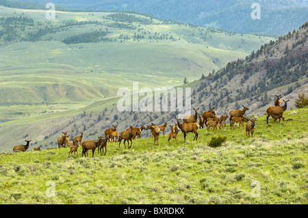 Grandi mandrie di alce con nuovo baby animali nel Parco Nazionale di Yellowstone. Foto Stock