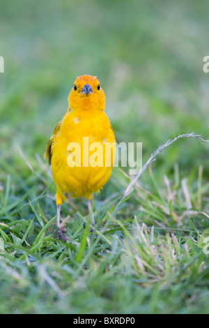 Lo zafferano Finch (Sicalis flaveola), alimentazione maschio nell'erba. Foto Stock