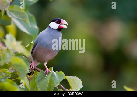Java Sparrow (Lonchura oryzivora) cantare. Foto Stock