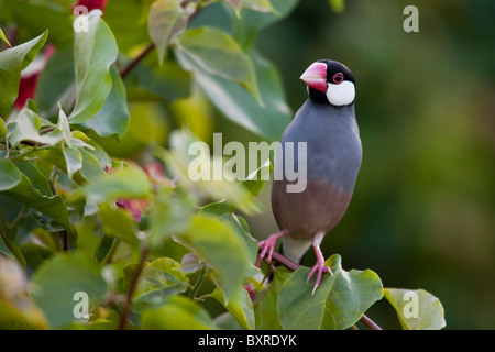 Java Sparrow (Lonchura oryzivora) Foto Stock