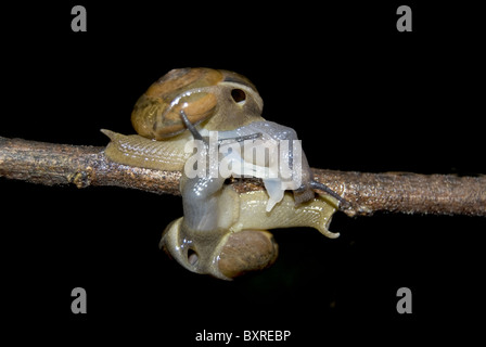 Lumache coniugata Marunji, Pune Foto Stock