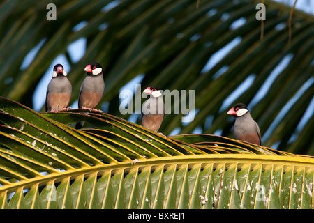 Java Sparrow (Lonchura oryzivora), gruppo su un Palm frond. Foto Stock