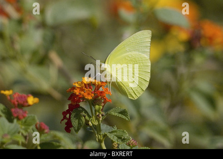 Comune giallo Erba, il nome scientifico della specie: Eurema hecabe Foto Stock