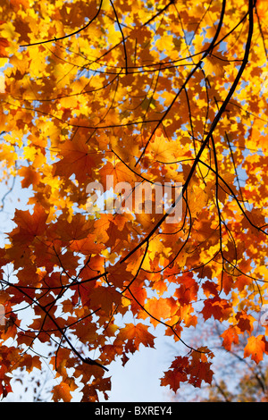 Autumn Leaves on branch Foto Stock
