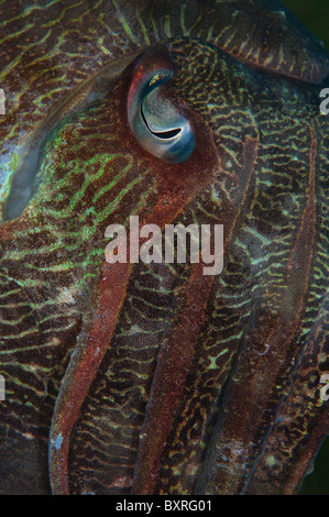 Broadclub Le Seppie Sepia latimanus, ritratto, occhio e tentacoli, Lankayan, Sabah, Malesia, Borneo Foto Stock