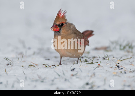 Femmina cardinale Nord rovistando su strade coperte di neve la massa Foto Stock
