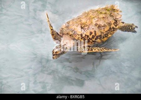 Tartaruga embricata nuoto. Il vecchio Hegg Turtle Santuario, Bequia Foto Stock