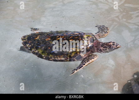 Tartaruga embricata nuoto. Il vecchio Hegg Turtle Santuario, Bequia Foto Stock