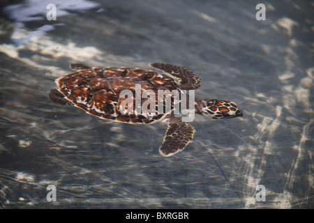 Tartaruga embricata nuoto. Il vecchio Hegg Turtle Santuario, Bequia Foto Stock