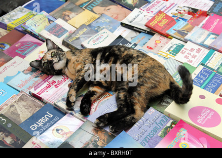 Gatto sdraiato sui libri a Bangkok, in Thailandia Foto Stock