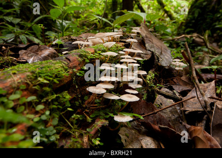Cluster di piccole dimensioni e di colore bianco di funghi nella foresta pluviale Amazonina Terra vista di livello Foto Stock