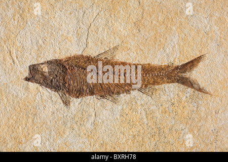 Close-up di fossili di pesci con un sacco di dettagli Foto Stock