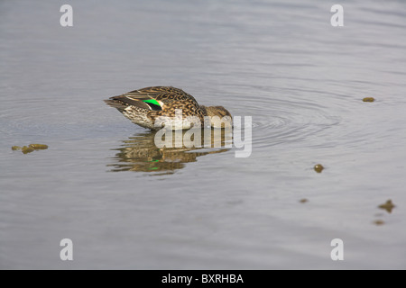 Eurasian Teal Anas crecca dedicarmi femmina in laguna poco profonda a Brownsea Island, Dorset in ottobre. Foto Stock