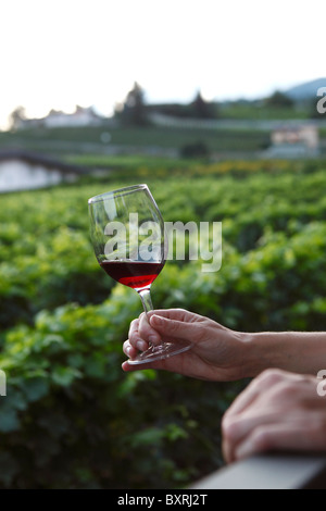 Un bicchiere di vino in un ristorante situato accanto a vitigni Veyras, Sierre, Svizzera Foto Stock