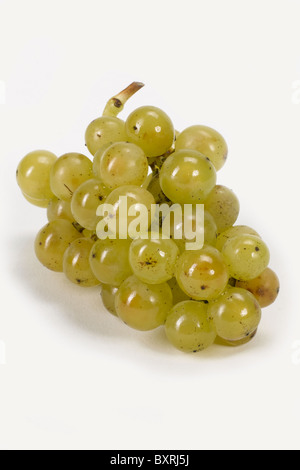 Lo Chardonnay uva da vino in mazzo Foto Stock