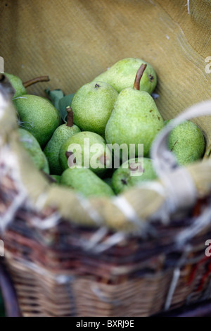 Pere essendo raccolti in corrispondenza dei frutteti di Colline de Daval a Sierre, Svizzera Foto Stock