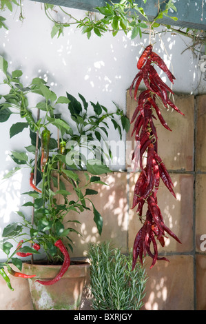 Freschi e Secchi, chilis close-up Foto Stock