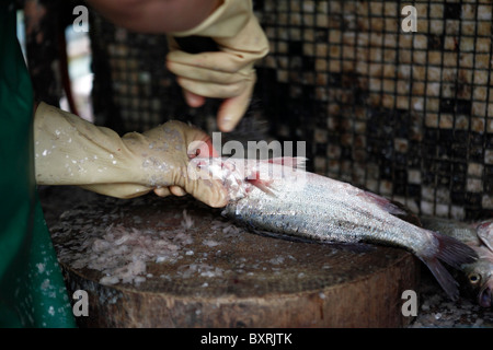 Lavoratori locali scala e gut pesce direttamente dal mercato su Av de Demetrio Cinatti, Macao Foto Stock