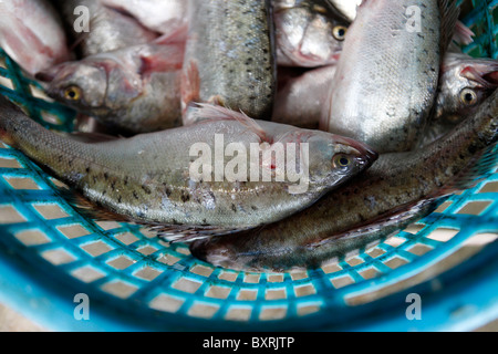 Cesto di pesce fresco in attesa di essere scalato ed eviscerati e direttamente dal mercato su Av de Demetrio Cinatti, Macao Foto Stock