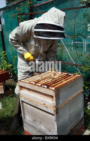 Bee Keeper controllo suo miele api in un riparto a Londra, Inghilterra. Foto Stock